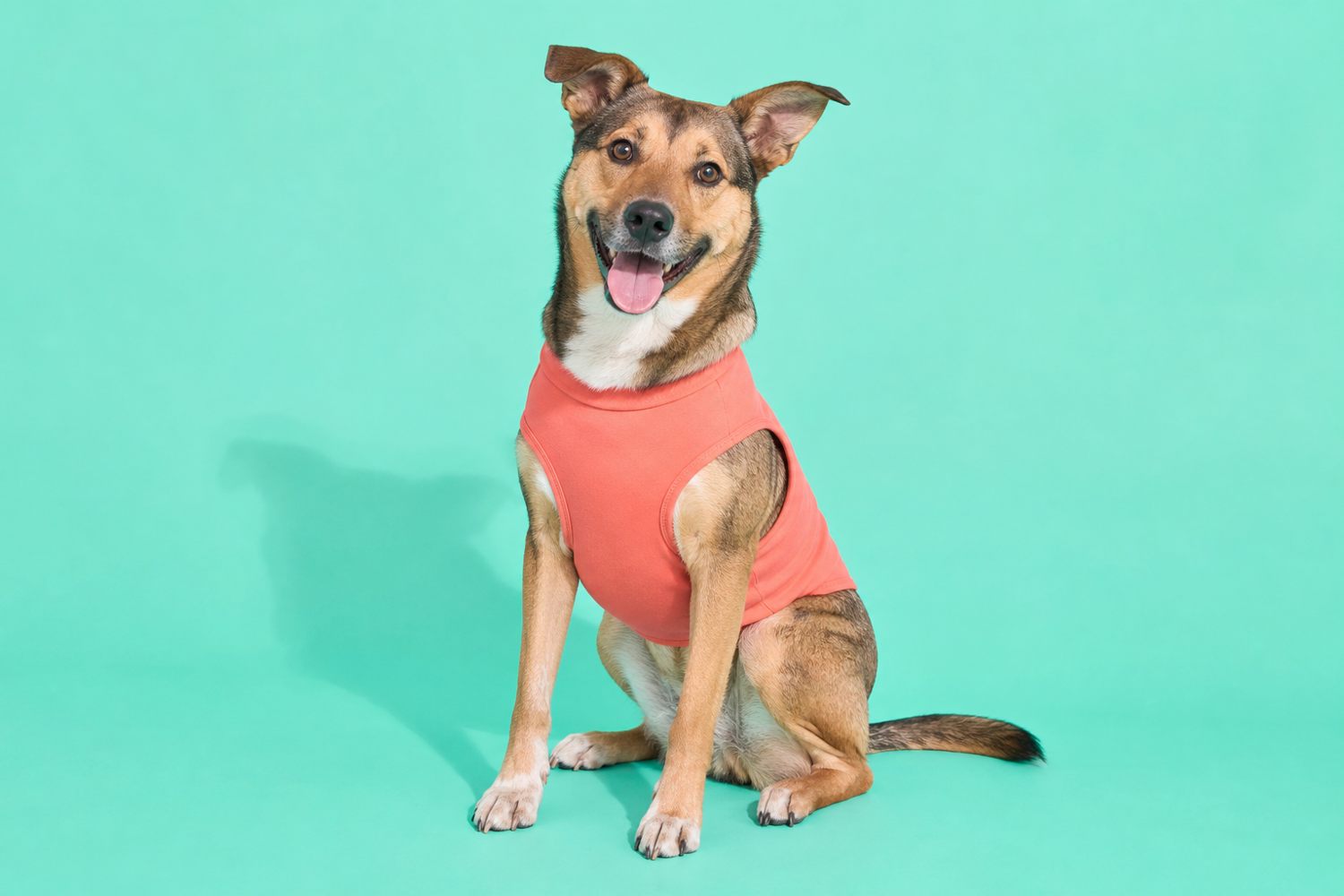 Happy mixed-breed dog wearing a coral tank